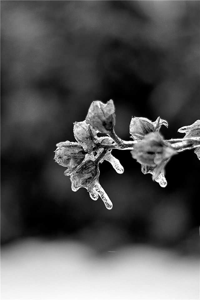 Захистіть ваші рослини в умовах заморозки - як захистити рослини від замерзання