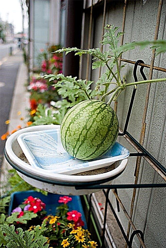 Tip til dyrkning af vandmeloner i containere