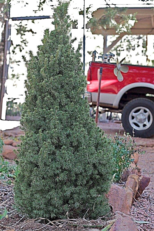 Como plantar sua árvore de Natal em seu quintal