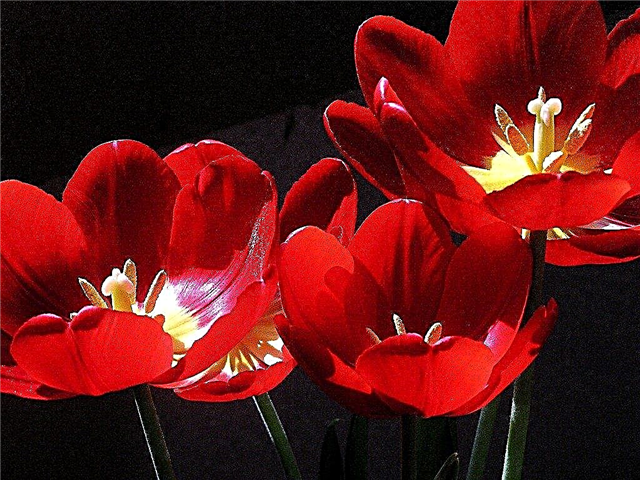 Cultivo de tulipanes en el interior: cómo forzar bulbos de tulipán