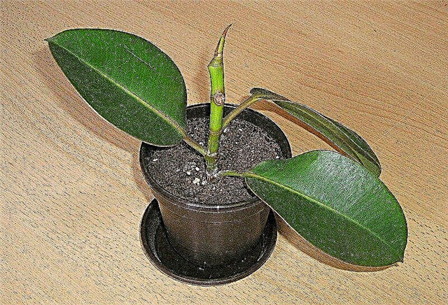 Cómo iniciar una planta de árbol de caucho: propagación de una planta de árbol de caucho