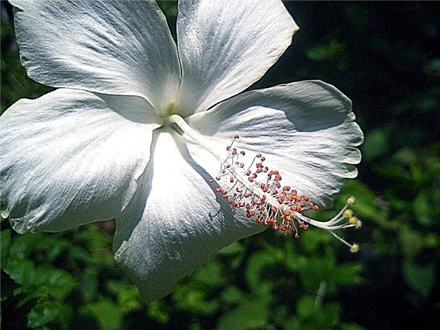Tips Untuk Pemupukan Hibiscus Tropis