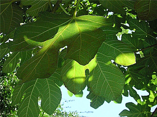 מדוע עץ תאנה אינו מניב פירות