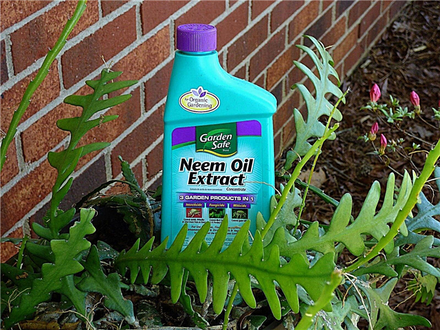 Giúp cây của bạn với một bình xịt dầu Neem
