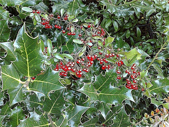 Kaip persodinti Holly Bushes