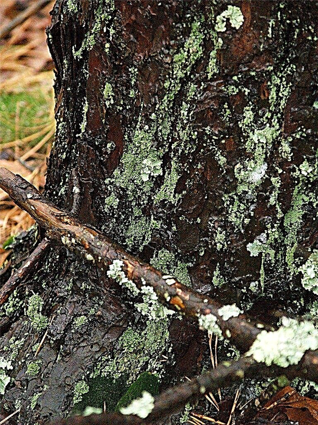 Lichens sur les arbres - Traitement des lichens des arbres