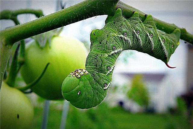トマトの角虫–角虫の有機的防除