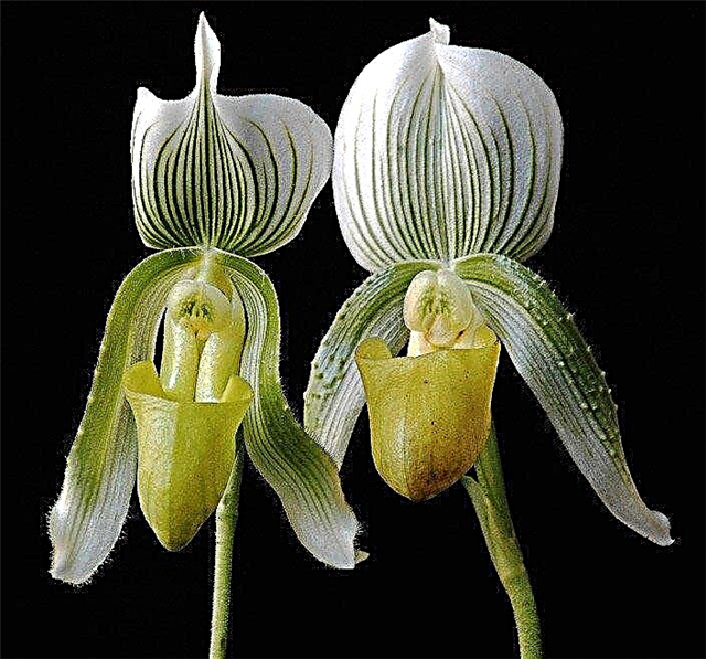 Consejos para hacer una flor de orquídea