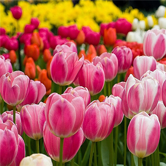 Fertiliser les tulipes: en savoir plus sur l'engrais pour bulbes de tulipes