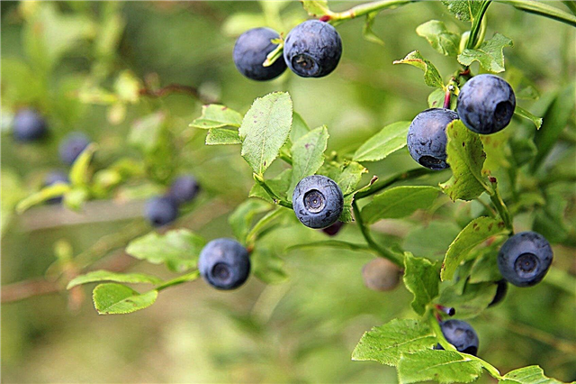 تسميد العنب البري - تعرف على Blueberry Bush Fertilizer