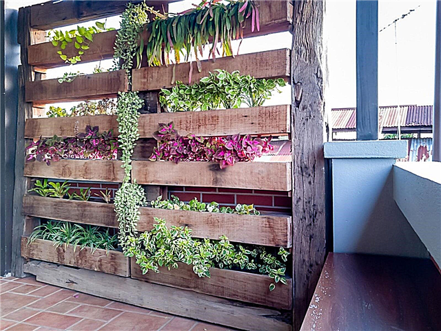 Vertikalni vrt Balkonski vrt: Uzgoj balkona Vertikalni vrt