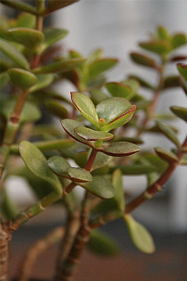 Taille des plantes de jade: conseils pour la taille des plantes de jade