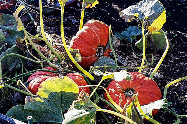 Rengöring av trädgården på hösten - Gör din trädgård redo för vintern