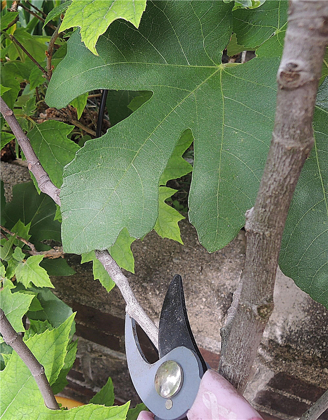 イチジクの木の剪定–イチジクの木を切り取る方法