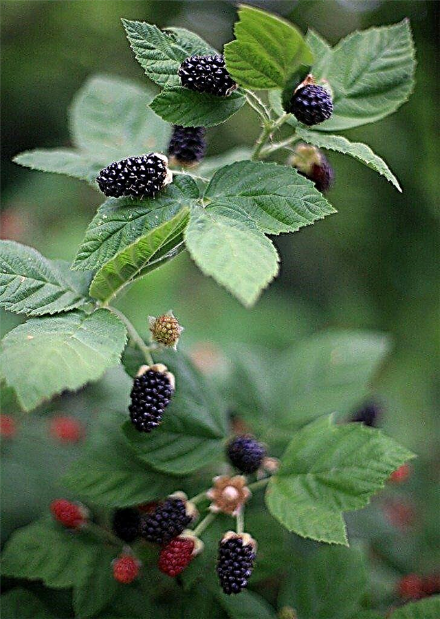 Poda de Blackberry - Cómo recortar arbustos de Blackberry