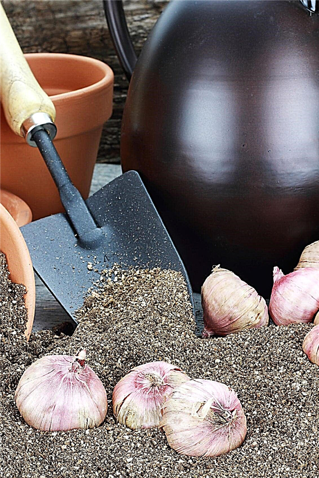 Desenterrando cormos de gladiola: cómo almacenar gladiolos para el invierno