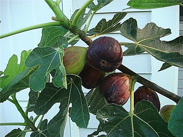 Проблеми са стаблима смокве: Спуштање смокава са стабала смокве