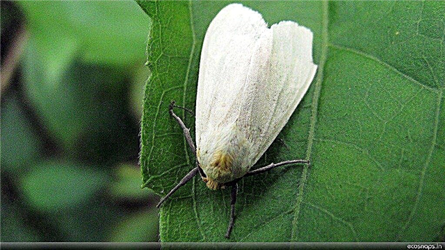 Plagas en plantas ornamentales y vegetales: tratamiento de mosca blanca en el jardín