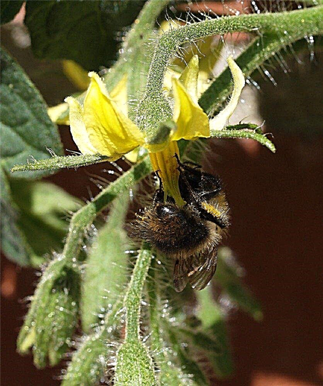 Lär dig mer om pollineringsprocessen och växter som behöver pollinatorer