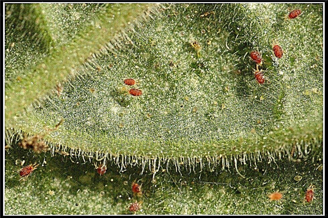 كيفية علاج سوس العنكبوت على النباتات المنزلية والنباتات الخارجية