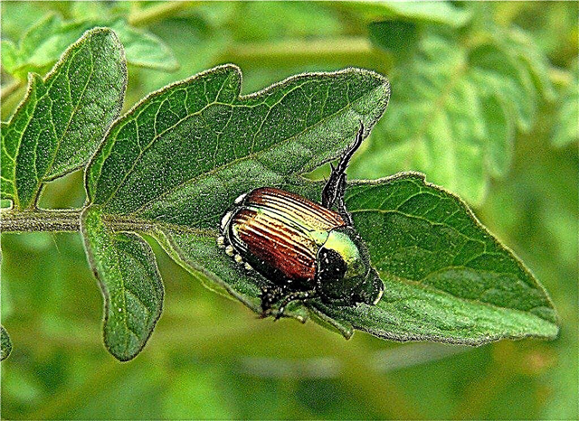 Planter som ikke tiltrekker japanske biller - japanske resistente planter