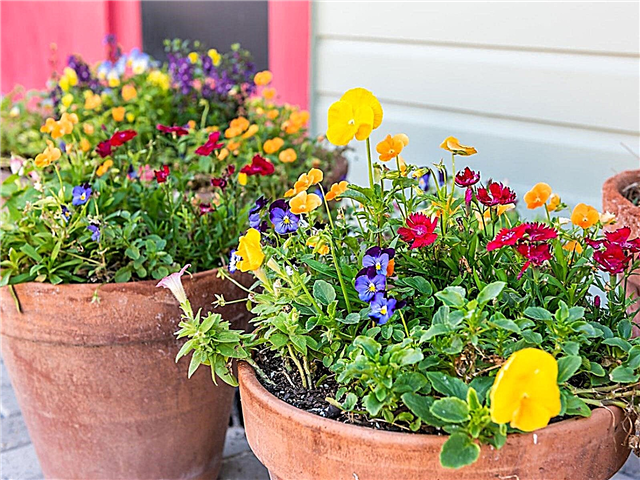 Fertilizante de jardim de contêiner: dicas sobre como alimentar plantas de jardim em vasos
