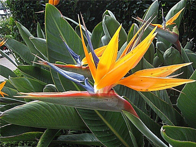 Split Bird of Paradise: Informations sur la division des plantes Bird Of Paradise