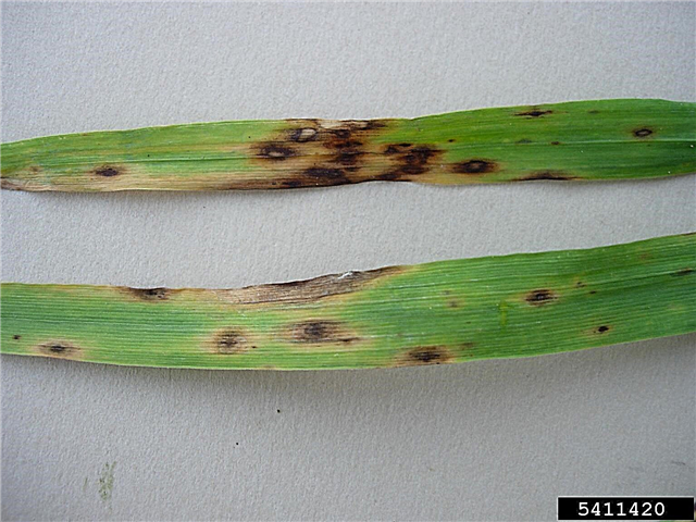 Tratamentul fungilor cu iarbă - Aflați mai multe despre bolile comune ale gazonului