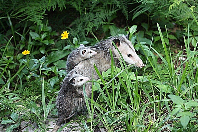 Possum Control: Wie man Opossum fängt