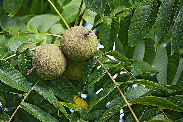 Mustapähkinäpuun kanssa yhteensopivat kasvit: Kasvit, jotka kasvavat mustien pähkinäpuiden alla