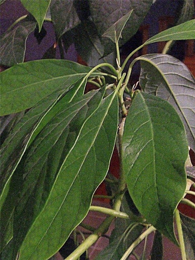 Podando árvores de abacate: aparando uma planta de abacate