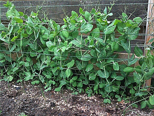 Inoculanti del suolo da giardinaggio biologico - Vantaggi dell'utilizzo di un innocuo al legume