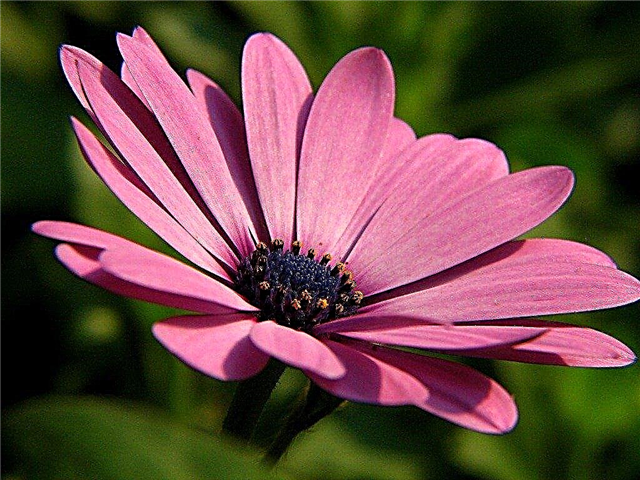 Growing African Daisies - Tips for Growing Osteospermum