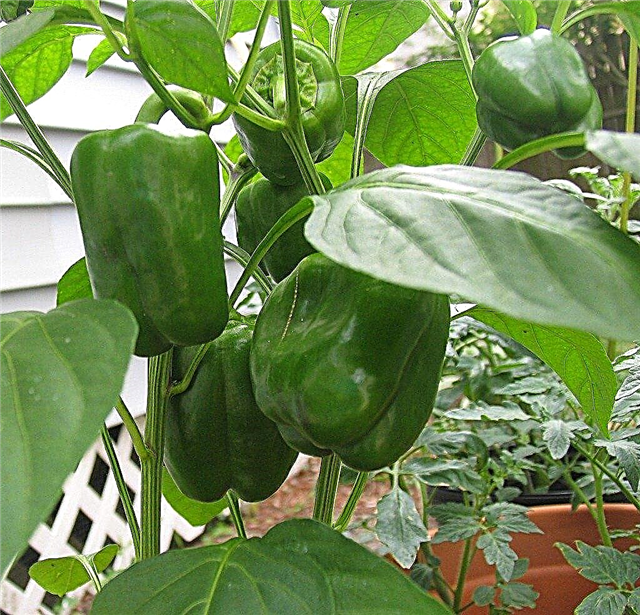 Težave pri gojenju paprike in bolezni rastlin poper
