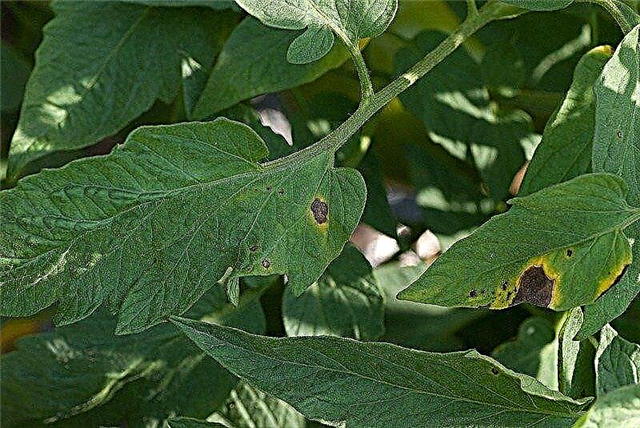 初期の疫病オルタナリア–トマトの葉の斑点と黄色の葉の治療