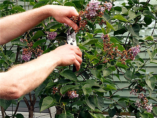 Jardinagem Upper Midwest - O que fazer em Junho Gardens