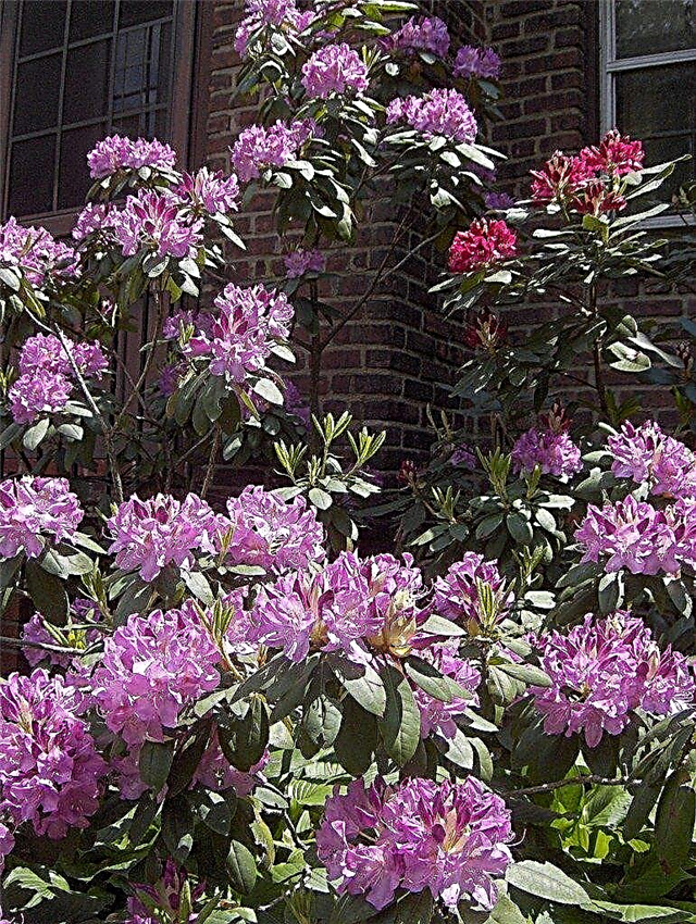 Pemangkasan Rhododendron - Cara Memangkas Rhododendron