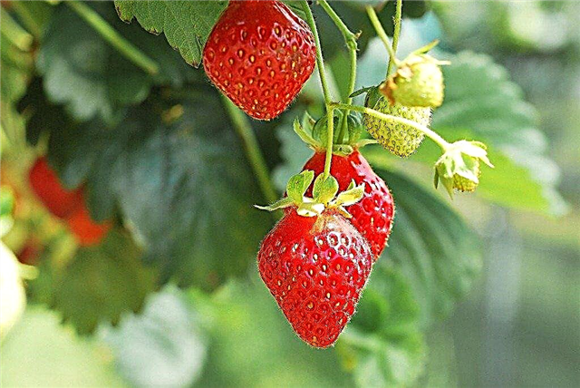Căpșunile nu sunt dulci: căpșunile de fixare care cresc în grădina ta