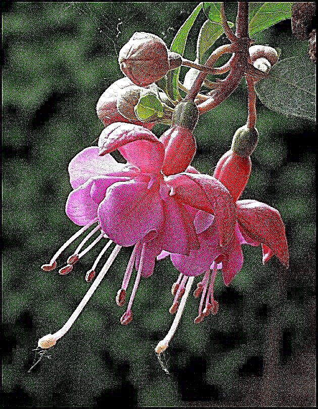 Uzgoj cvijeta fuksije - Njega Fuchsias