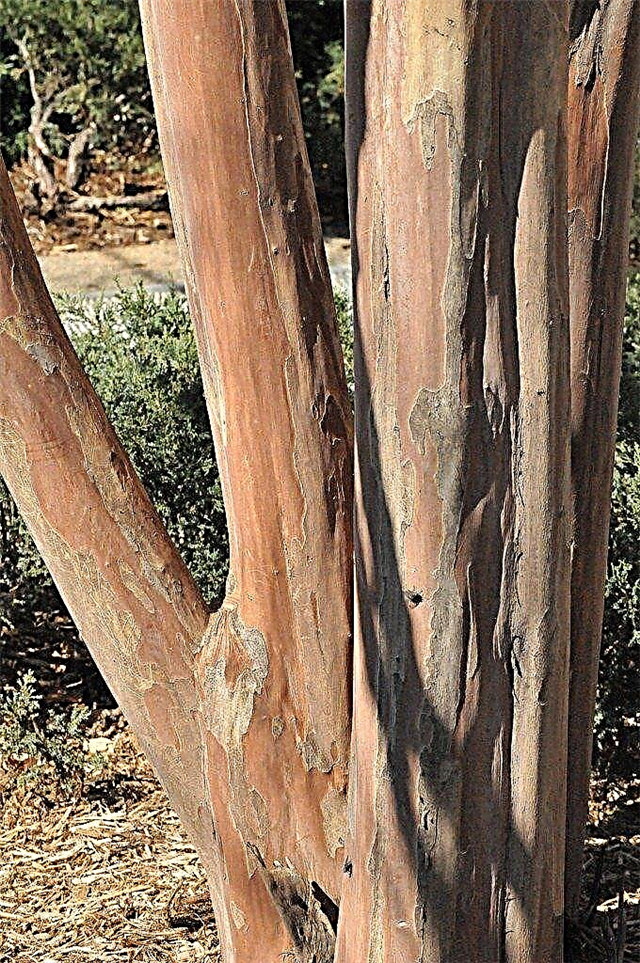 ¿Es normal la corteza de un árbol de mirto crepé?