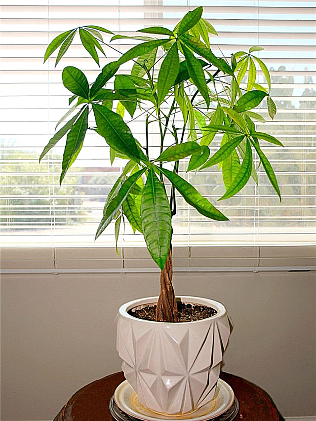 نباتات طويلة يمكن أن تنمو في الداخل: استخدام النباتات المنزلية الشبيهة بالشجر كنقاط اتصال
