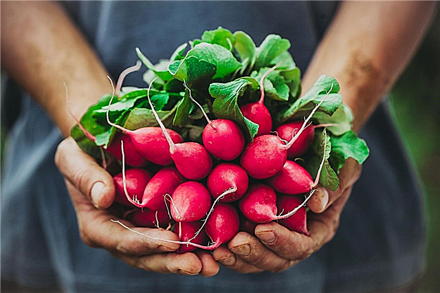 Comment cueillir des radis: quand récolter des radis