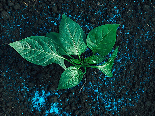 Gnojilo za poper: Kako in kdaj gnojiti paprike