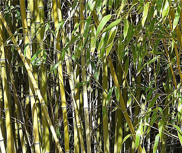 Hur man dödar bambuväxter och kontrollerar bambuspridning