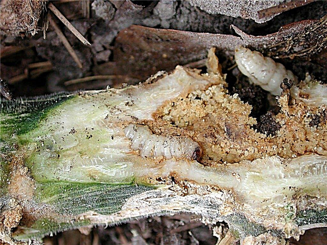 Szőlőfúrók - amikor egy egészséges kinézetű cukkini növény hirtelen meghal