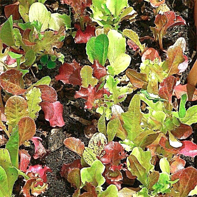 Høsting av bladsalat: Hvordan og når du skal velge bladsalat