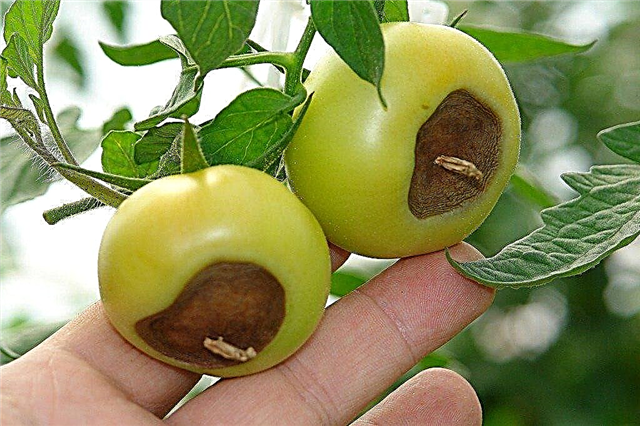 Macchie Di Pomodoro Sul Fondo - Identificazione Di Piante Di Pomodoro Con Marciume In Fiore