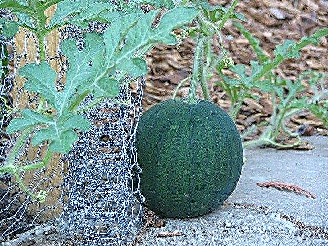 Wie man Wassermelonenpflanzen gießt und wann man Wassermelonen gießt