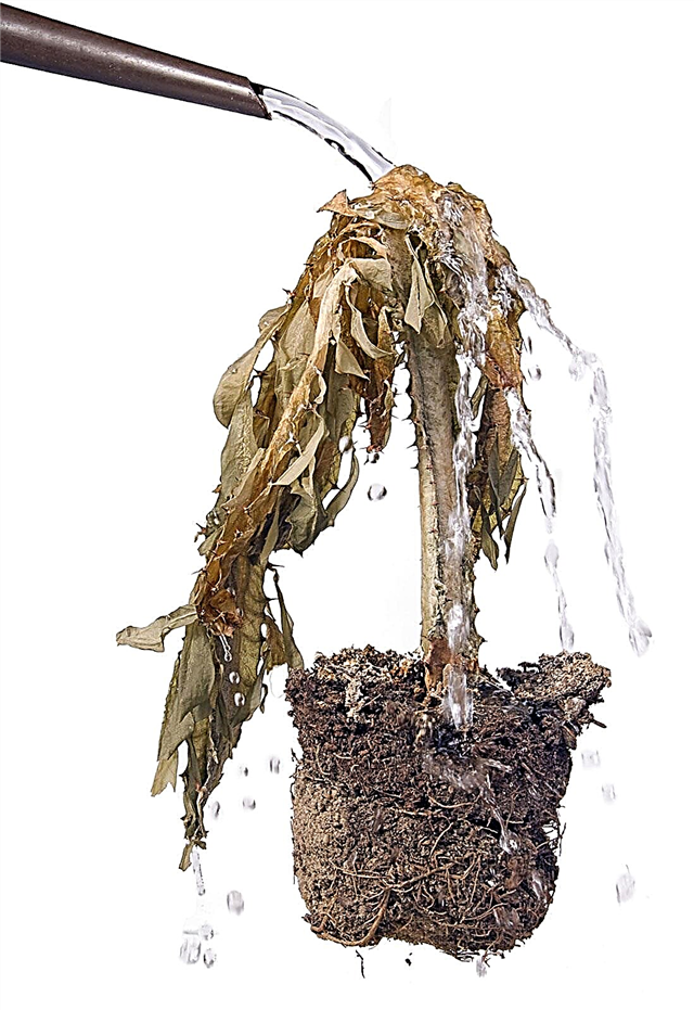 Señales de plantas bajo riego: ¿Cómo puede saber si las plantas tienen muy poca agua?