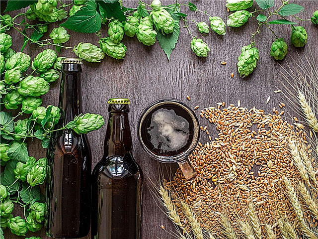 Бирена градина в саксия: отглеждане на съставки на бирата в сеялки